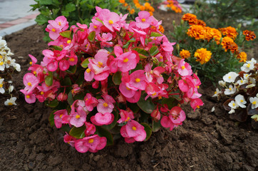 Begonia bush with shiny pink, red and white petals and a yellow center on a bush with dark burgundy leaves