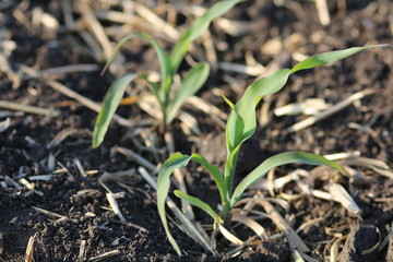 Closeup of young grain corn emerging in rows