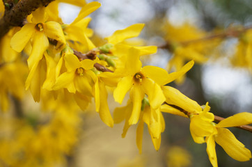 Forsythia branch with flowers with delicate yellow petals on a spring day