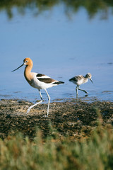 American Avocet
