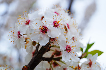 Cherry buds and flowers with delicate white petals and green leaves against a blue sky