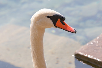 Schwan am Vierwaldstättersee