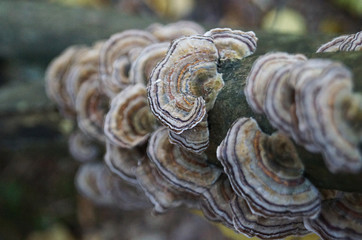 White-brown-brown mushrooms grow on a tree trunk on an autumn day