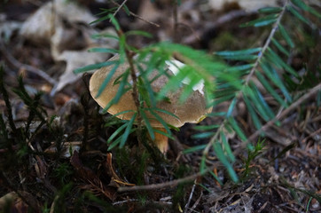 Mushroom Boletus Xerocomus with a brown hat and a yellow leg grows in the forest in fallen leaves