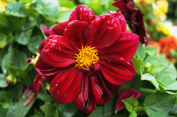 Dahlia flower with pink, yellow, red and burgundy petals and a yellow center on a bush with green leaves