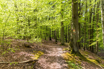 path in the forest