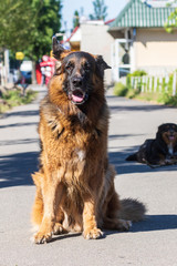 Large thoroughbred dog for a walk during quarantine. Shepherd.  Sunny day. Pets. Close-up.
