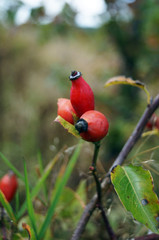 Rosehip branch with ripe red fruits on a bush on an autumn day