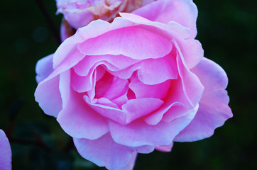 Flower and rose bud with pink delicate petals on a branch with green leaves