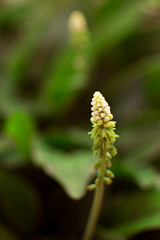 white flower being born with green background out of focus