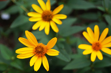 Field decorative flower with yellow petals and a yellow center on a branch with green leaves on a summer day