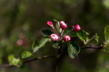 pink and white flower