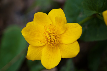 Yellow forest flowers with delicate petals and lush green leaves grow near rivers and swamps.