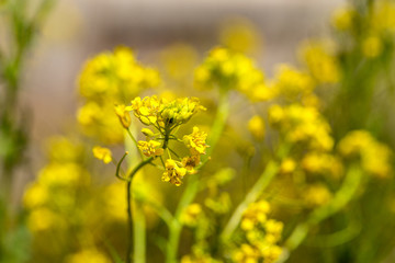 Rural landscape, Oilseed rape, biofuel. Soft focus. Technical crop. Yellow flowering, ripening rapeseed on an agricultural field