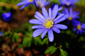 Blue daisies with long tender petals and a yellow center and green leaves on the flower bed