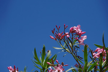 Low angle close-up view of pink oleander blossoms under a deep blue sky