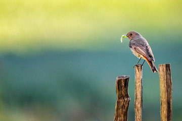 Female Black Redstart; Phoenicurus ochruros gibraltariensis; with prey perches on a garden fence