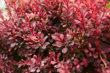 red leaves on a bush in the garden