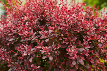 red leaves on a bush in the garden