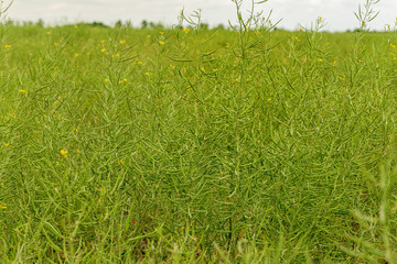 Rural landscape, Oilseed rape, biofuel. Soft focus. Technical crop. Yellow flowering, ripening rapeseed on an agricultural field