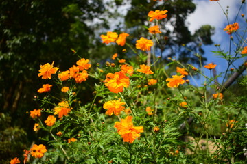 Wild flowers in east sikkim