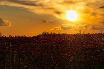 Pasture with flowering clover in the sunset