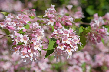 Blühende Kolkwitzie,Kolkwitzia amabilis,im Frühling