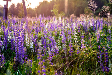 Fototapeta premium Lupins in the field at sunset. Summer sunset with flowers in the field.