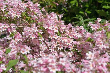 Blühende Kolkwitzie,Kolkwitzia amabilis,im Frühling