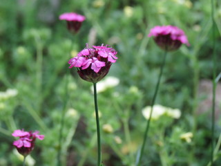 pink flowers in the field