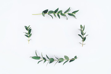 Green eucalyptus branches on a white background. Flat lay, top view.