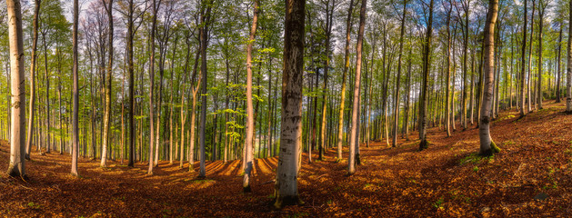 Panoramic view of spring beech forest