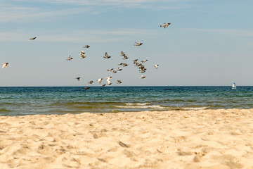 doves on the beach