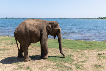 Fototapeta na wymiar Close up of elephant in a Udawalawe National Park of Sri Lanka