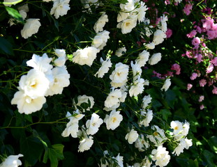 Blühende Rosen im Bauerngarten