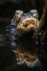 Cuvier's dwarf caiman (Paleosuchus palpebrosus)