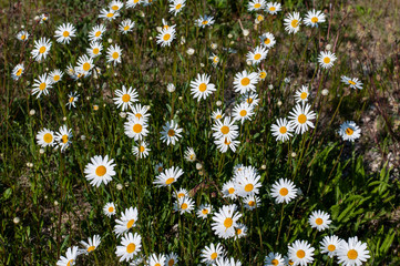 marguerite daisies growing as wildflowers in a meadow