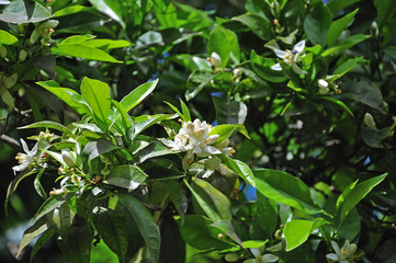 a flowering twig of a bergamot shrub - obrazy, fototapety, plakaty