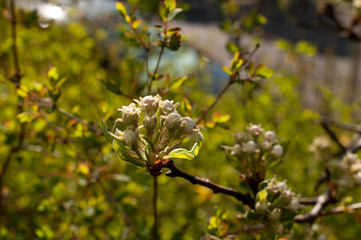 closed buds at an apple tree in spring
