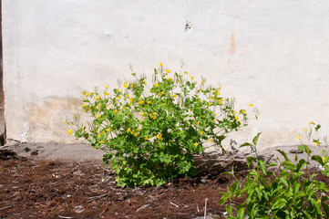 a shrub of greater celandine in a garden of an old farmhouse