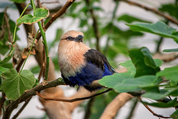 Blue-bellied Roller (Coracias cyanogaster)