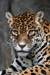 Fototapeta na wymiar Jaguar (Panthera onca)