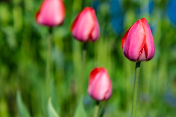 Fourth red tulips growing separate with green background