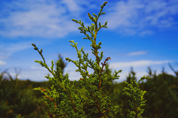 Green Plants and blue sky