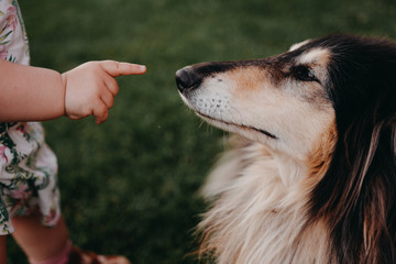 Collie Dog The collie is a distinctive type of herding dog, including many related landraces and...
