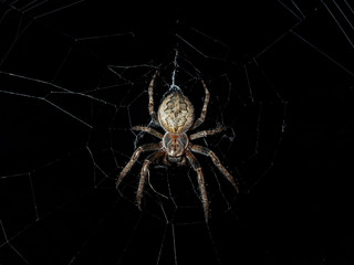 Araneus diadematus. Garden night spider. Spider in a web on a black background.