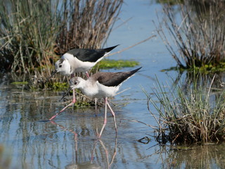 couple of black-winged stilt moving among the vegetation of the lagoon