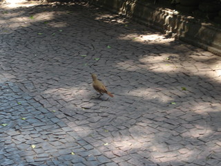 a bird on the ground