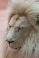 White Lion Close-Up on the Full Frame