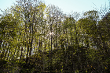 Fototapeta premium Nature spring forest background. The mountain and sunrays